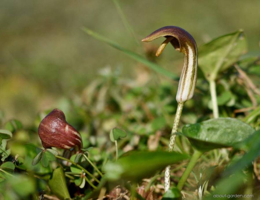 37890-aronovec-obecny-arisarum-vulgare-3.jpg