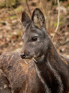 pizmo-moschus_moschiferus_in_plzen_zoo_12.02.2011.jpg