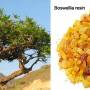 kadidlo-frankincense1.jpg