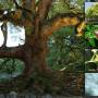 kafrovnik-lekarsky-cinnamomum-camphora-100-eterick-1.jpg