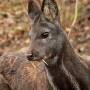 pizmo-moschus_moschiferus_in_plzen_zoo_12.02.2011.jpg